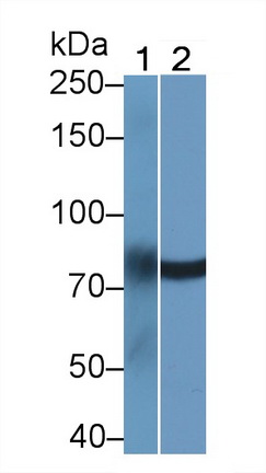 Polyclonal Antibody to Lipase Maturation Factor 2 (LMF2)