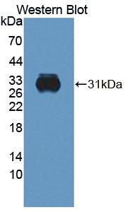 Polyclonal Antibody to Elastase 2A (ELA2A)