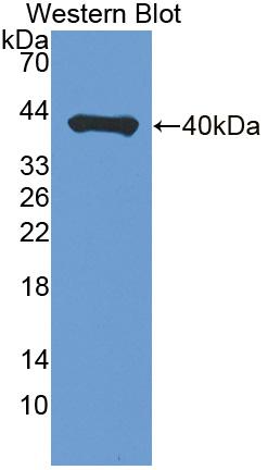 Polyclonal Antibody to Prolyl-4-Hydroxylase Alpha Polypeptide III (P4Ha3)