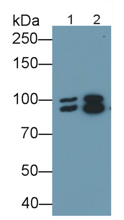 Polyclonal Antibody to Optic Atrophy 1, Autosomal Dominant (OPA1)