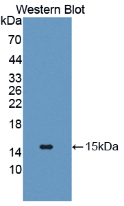 Polyclonal Antibody to Glucose Transporter 14 (GLUT14)