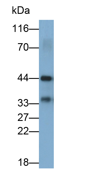 Polyclonal Antibody to Solute Carrier Family 30 Member 8 (SLC30A8)