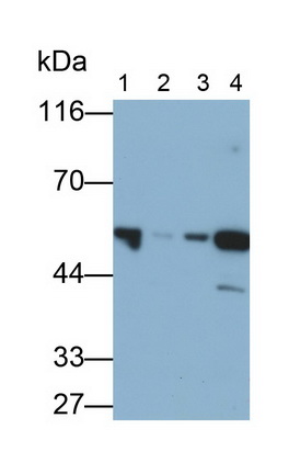 PAE529Hu01.jpg