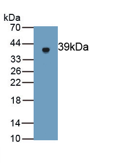 Polyclonal Antibody to Gasdermin D (GSDMD)