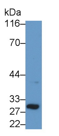 PAE582Mu01.jpg