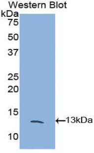 Polyclonal Antibody to FK506 Binding Protein 1A (FKBP1A)