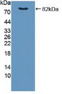 Polyclonal Antibody to FK506 Binding Protein 4 (FKBP4)