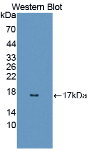 Polyclonal Antibody to Regenerating Islet Derived Protein 3 Alpha (REG3a)