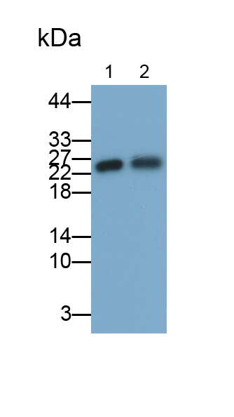 Polyclonal Antibody to Regenerating Islet Derived Protein 3 Gamma (REG3g)