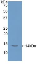 Polyclonal Antibody to Regenerating Islet Derived Protein 3 Gamma (REG3g)