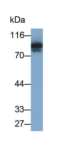 PAE752Hu01.jpg