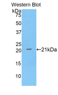 Polyclonal Antibody to Annexin A4 (ANXA4)