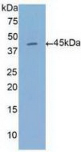 Polyclonal Antibody to Annexin A1 (ANXA1)