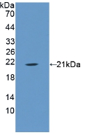 Polyclonal Antibody to Annexin A1 (ANXA1)