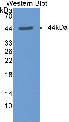 Polyclonal Antibody to Annexin A1 (ANXA1)