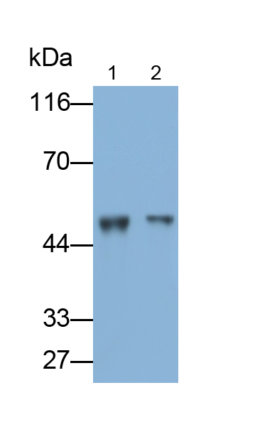 Polyclonal Antibody to Aldehyde Dehydrogenase 7 Family, Member A1 (ALDH7A1)