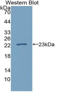 Polyclonal Antibody to Interleukin 1 Zeta (IL1z)