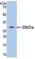 Polyclonal Antibody to Sirtuin 1 (SIRT1)