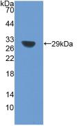 Polyclonal Antibody to Sirtuin 1 (SIRT1)