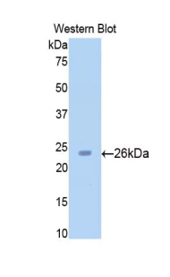 Polyclonal Antibody to Sirtuin 4 (SIRT4)