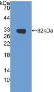 Polyclonal Antibody to Sirtuin 5 (SIRT5)