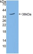 Polyclonal Antibody to Sirtuin 6 (SIRT6)