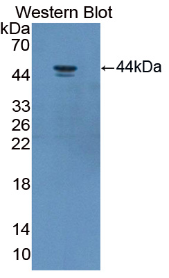 PAE917Hu01.jpg