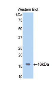 Polyclonal Antibody to Sirtuin 7 (SIRT7)