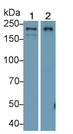 Polyclonal Antibody to Eukaryotic Translation Initiation Factor 2 Alpha Kinase 4 (EIF2aK4)