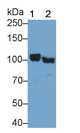 Polyclonal Antibody to A Kinase Anchor Protein 3 (AKAP3)