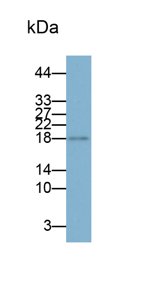 PAF023Hu01.jpg