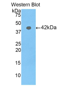 Polyclonal Antibody to Profilin 3 (PFN3)