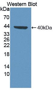 Polyclonal Antibody to Fucosyltransferase 6 (FUT6)