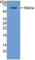 Polyclonal Antibody to Calpain, Small Subunit 1 (CAPNS1)
