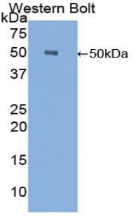 Polyclonal Antibody to Carboxypeptidase E (CPE)