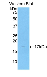 Polyclonal Antibody to Complexin 2 (CPLX2)