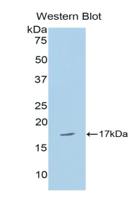 Polyclonal Antibody to Complexin 2 (CPLX2)