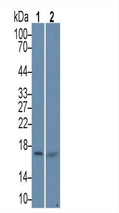 Polyclonal Antibody to Heat Shock Protein Beta 9 (HSPb9)