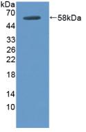Polyclonal Antibody to Docking Protein 3 (DOK3)