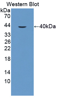 Polyclonal Antibody to Telomeric Repeat Binding Factor 2 (TERF2)