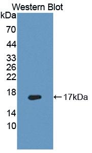 Polyclonal Antibody to Fatty Acid Desaturase 3 (FADS3)