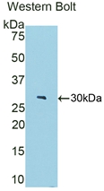 Polyclonal Antibody to Fibulin 4 (FBLN4)