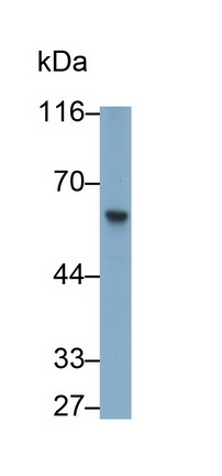 Polyclonal Antibody to Flavin Containing Monooxygenase 3 (FMO3)