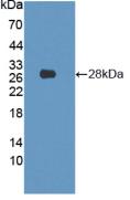 Polyclonal Antibody to Lamin B1 (LMNB1)