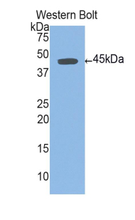 Polyclonal Antibody to Uncoupling Protein 1, Mitochondrial (UCP1)