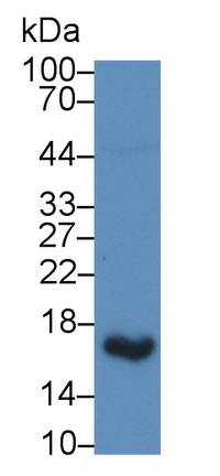 Polyclonal Antibody to Uroplakin 2 (UPK2)