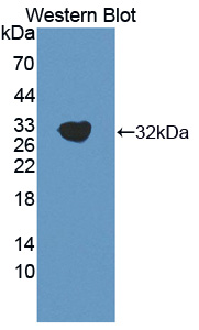 Polyclonal Antibody to Microfibrillar Associated Protein 4 (MFAP4)