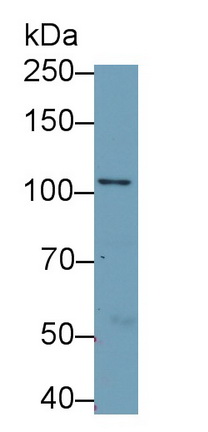 Polyclonal Antibody to Multimerin 2 (MMRN2)