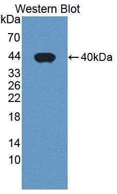 Polyclonal Antibody to Phosphodiesterase 1A, Calmodulin Dependent (PDE1A)