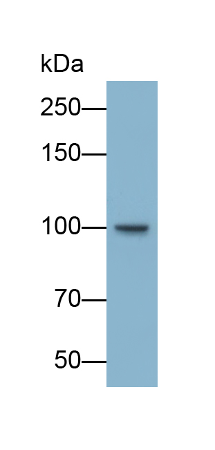 Polyclonal Antibody to Phosphodiesterase 3A, cGMP Inhibited (PDE3A)